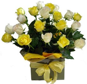27 White and Yellow Roses