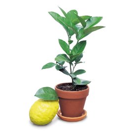 A Small Lemon Tree