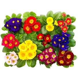 Colection of 11 Blooming Primulas