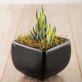 Cute Plant