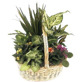 Mix of Plants in Basket