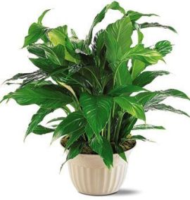 Deluxe Spathiphyllum Plant