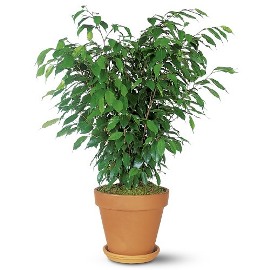 Ficus Bush