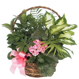 Flowering Basket