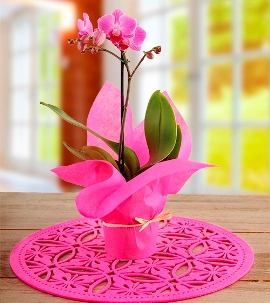 Orchid in Pink