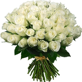 51 Դյութիչ Սպիտակ Վարդեր