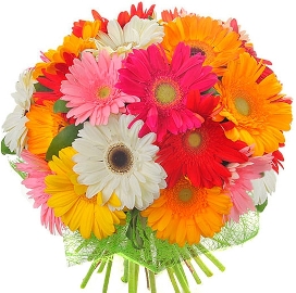 Rainbow with Gerberas