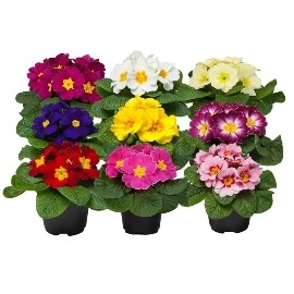 9 Lovely Primulas as a Blooming Garden