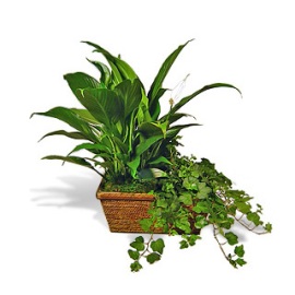 Blooming Green Basket