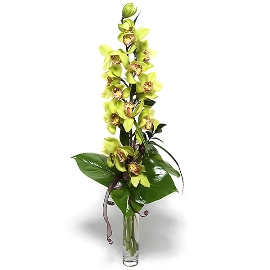 Волшебная орхидея