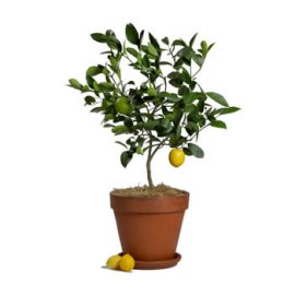 Лимонное Дерево с Лимонами