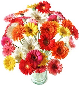 Just Colorful Gerberas