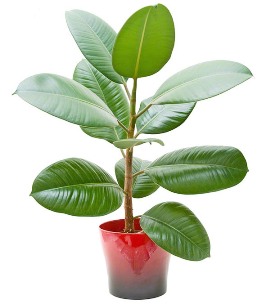 Ficus Plant