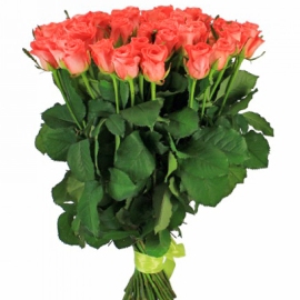 Blooming Peach Roses
