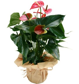 Growing Anthurium