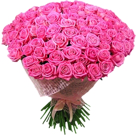 101 Pink Roses