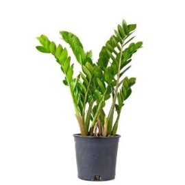 Zamioculcas