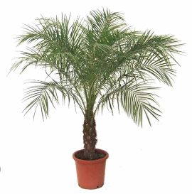 Robellini Palm
