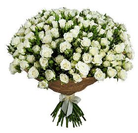 Փնջային Սպիտակ Վարդեր