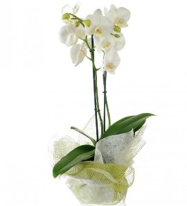White Phalaenopsis Orchid 2 stems