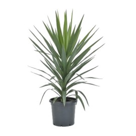 Yucca Elephantipes Giant